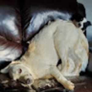 Meet your Posher, Andy